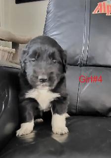 Golden Retriever/Border Collie puppies for adoption - Photo 5