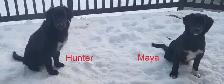 Golden Retriever/Border Collie puppies for adoption - Photo 6