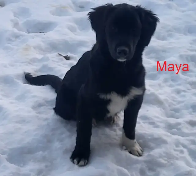 Golden Retriever/Border Collie puppies for adoption - Photo 7