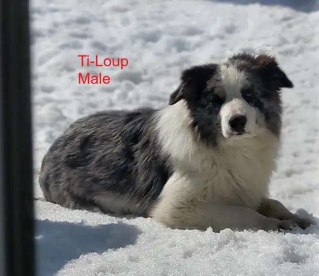 Golden Retriever/Border Collie puppies for adoption - Photo 9