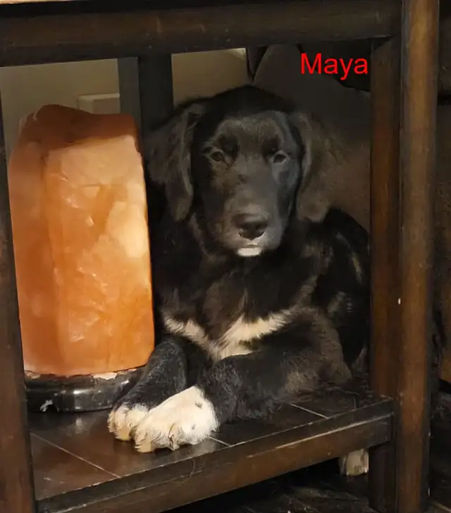Golden Retriever/Border Collie puppies for adoption - Photo 10