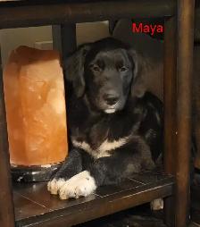 Golden Retriever/Border Collie puppies for adoption - Photo 10