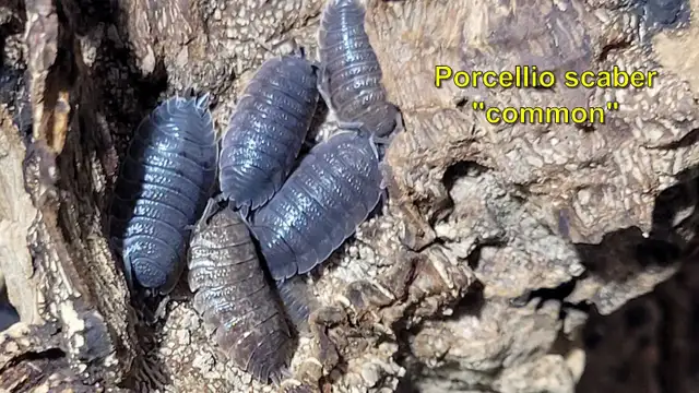 Isopods and Springtails - Photo 3