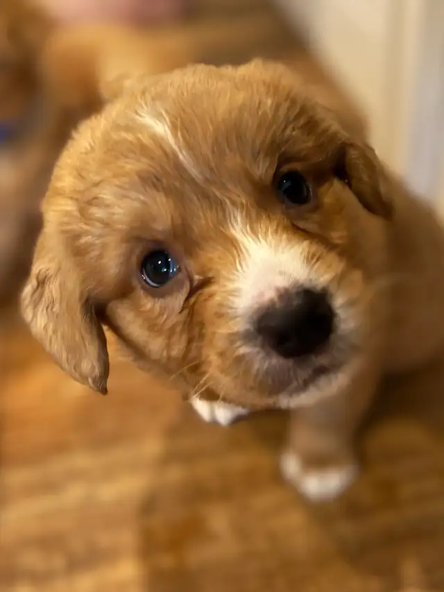Nova Scotia Duck Tolling Retriever - Toller - Puppies