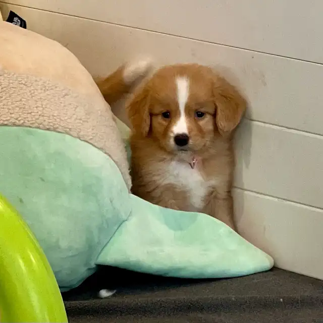 Nova Scotia Duck Tolling Retriever - Toller - Puppies - Photo 2