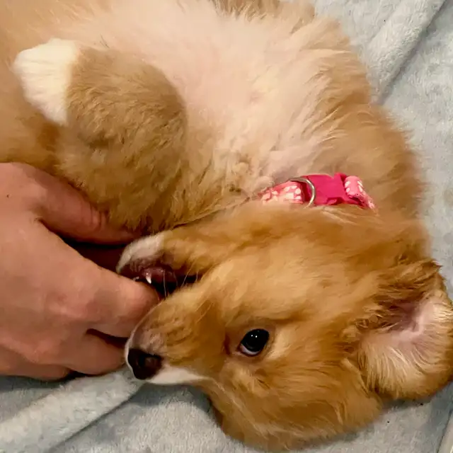 Nova Scotia Duck Tolling Retriever - Toller - Puppies - Photo 3