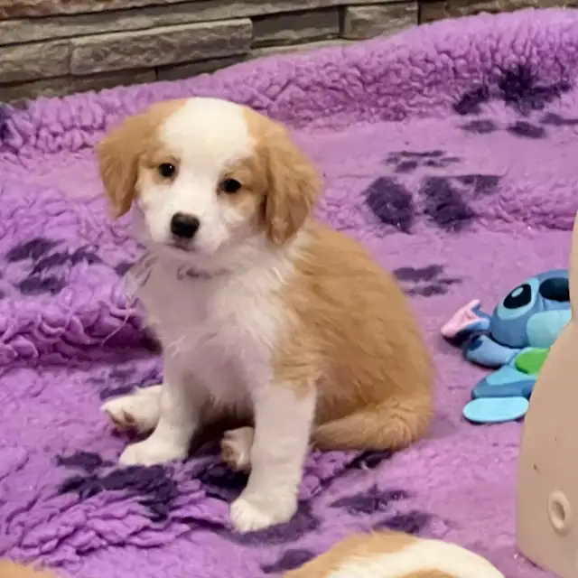 Nova Scotia Duck Tolling Retriever - Toller - Puppies - Photo 4