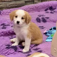 Nova Scotia Duck Tolling Retriever - Toller - Puppies - Photo 4