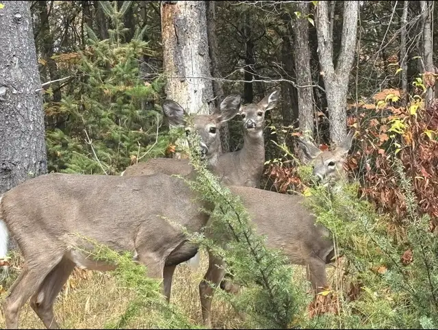 Well-maintained 2018 27ft Sonic by Venture @ Pickerel Bay Lodge - Photo 3