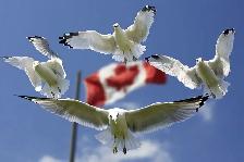 LOOKING FOR A LICENSED IMMIGRATION CONSULTANT?