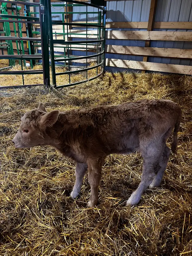 4 day old baby heifer Calf