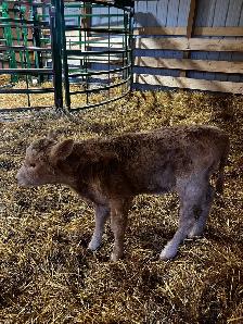4 day old baby heifer Calf