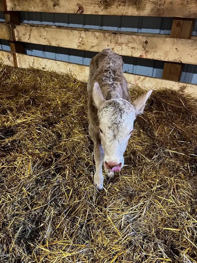 4 day old baby heifer Calf - Photo 2