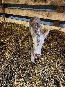 4 day old baby heifer Calf - Photo 2