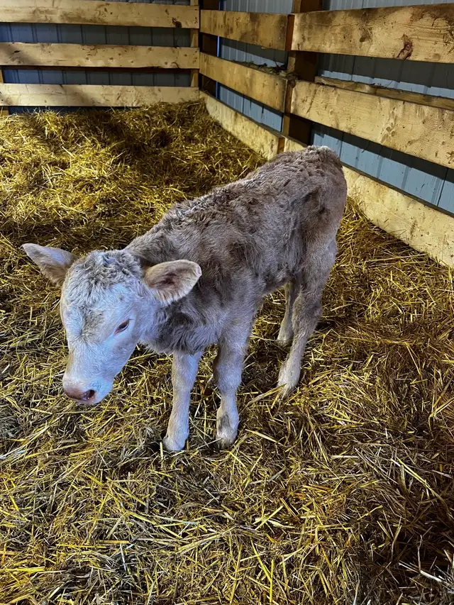 4 day old baby heifer Calf - Photo 3