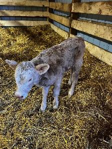 4 day old baby heifer Calf - Photo 3