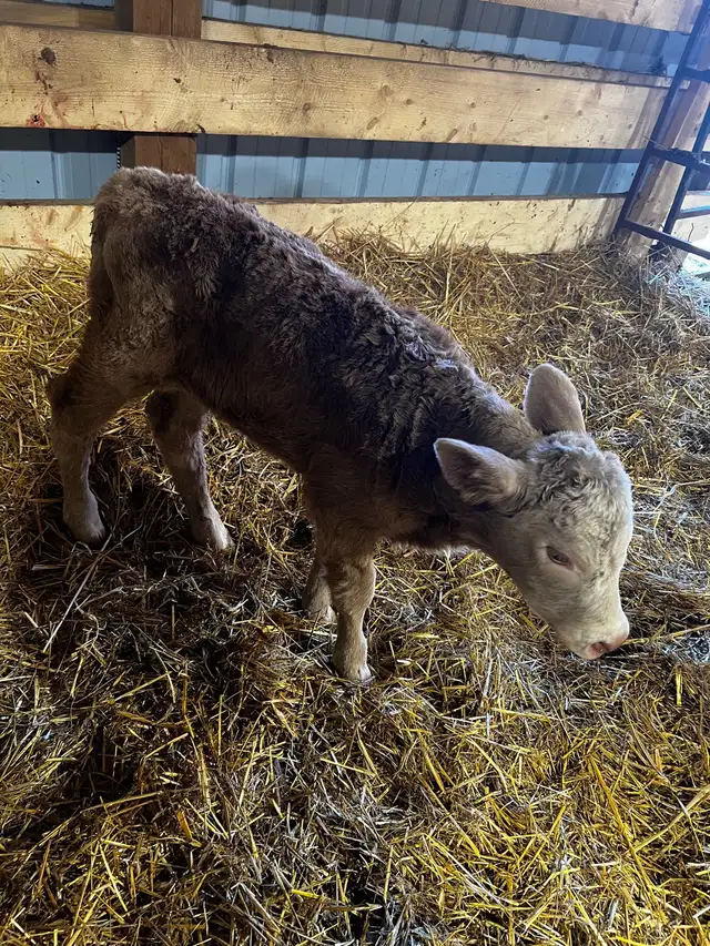 4 day old baby heifer Calf - Photo 4