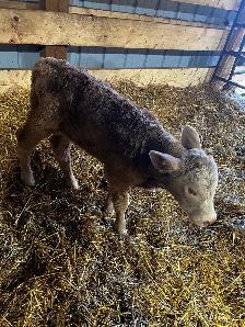 4 day old baby heifer Calf - Photo 4