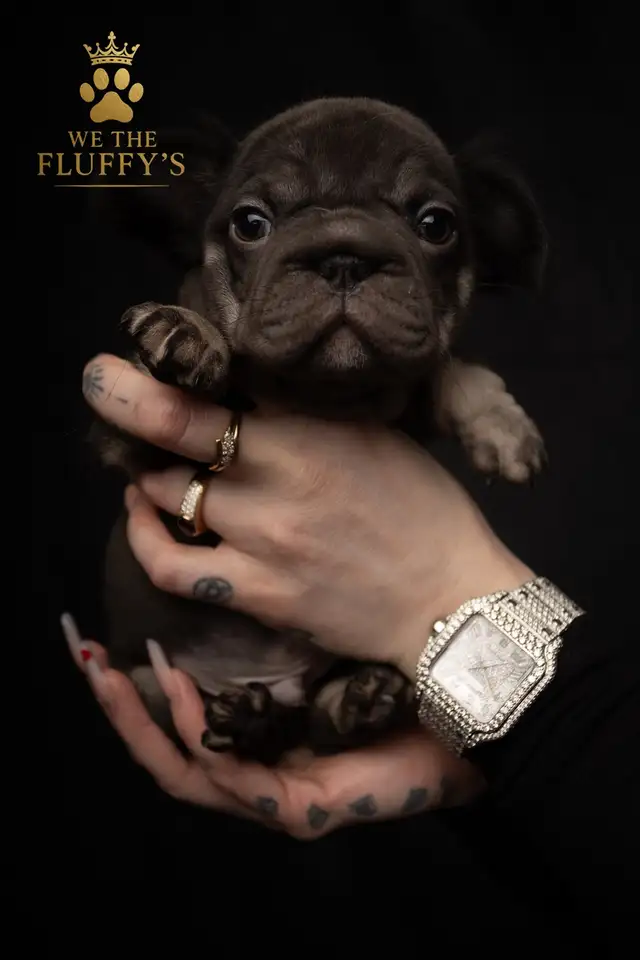 4 Sweet French Bulldog Puppies Ready for Their Fur-Ever Famil