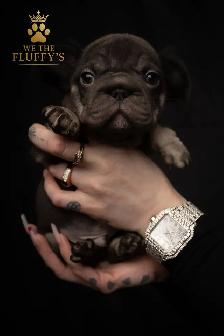 4 Sweet French Bulldog Puppies Ready for Their Fur-Ever Famil