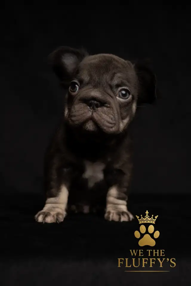 4 Sweet French Bulldog Puppies Ready for Their Fur-Ever Famil - Photo 2