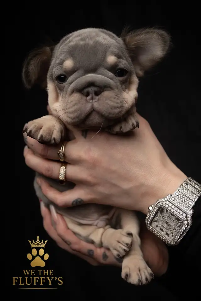 4 Sweet French Bulldog Puppies Ready for Their Fur-Ever Famil - Photo 3