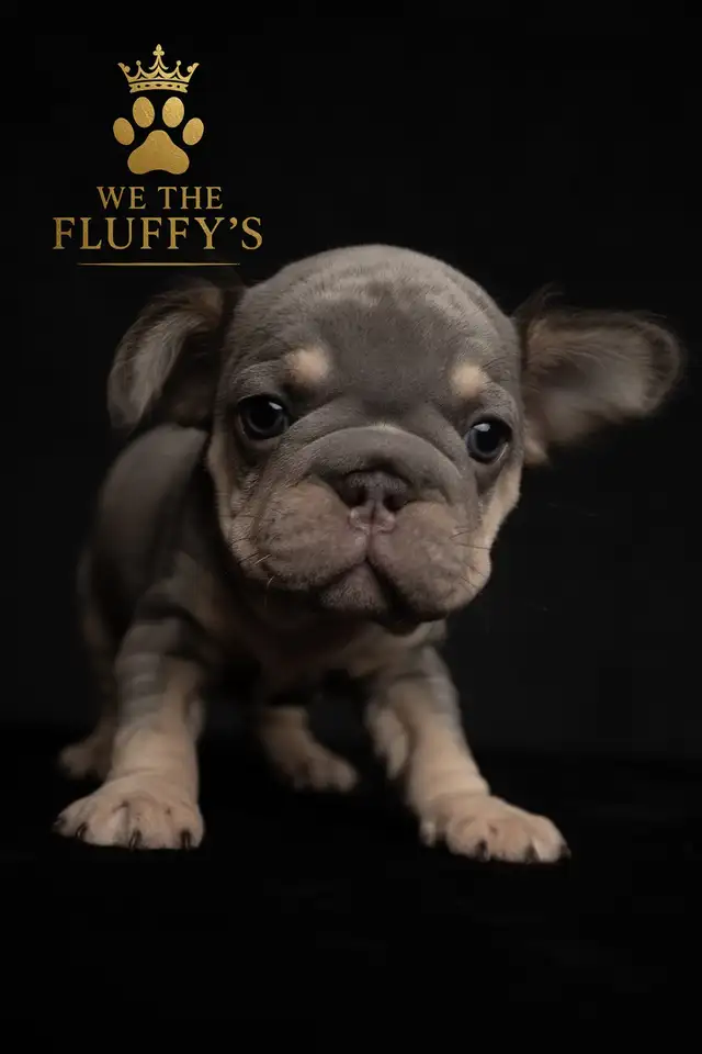 4 Sweet French Bulldog Puppies Ready for Their Fur-Ever Famil - Photo 4
