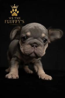 4 Sweet French Bulldog Puppies Ready for Their Fur-Ever Famil - Photo 4
