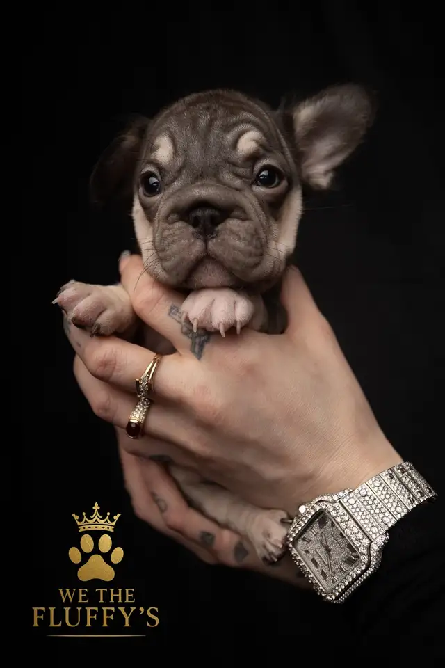 4 Sweet French Bulldog Puppies Ready for Their Fur-Ever Famil - Photo 5