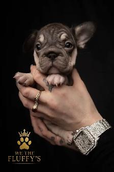 4 Sweet French Bulldog Puppies Ready for Their Fur-Ever Famil - Photo 5