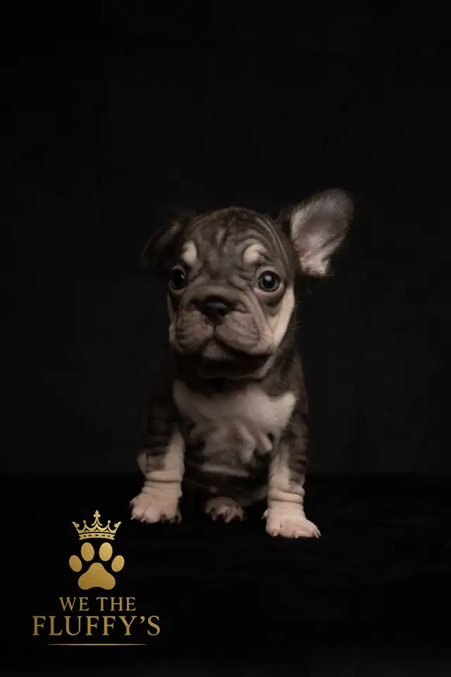 4 Sweet French Bulldog Puppies Ready for Their Fur-Ever Famil - Photo 6