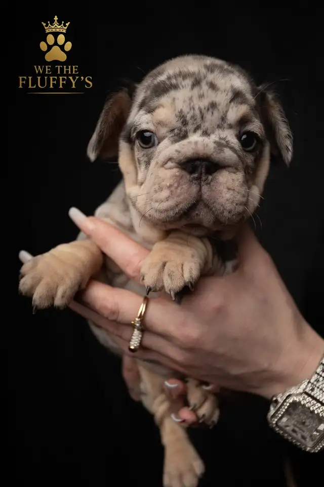 4 Sweet French Bulldog Puppies Ready for Their Fur-Ever Famil - Photo 7