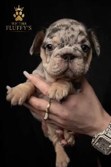 4 Sweet French Bulldog Puppies Ready for Their Fur-Ever Famil - Photo 7