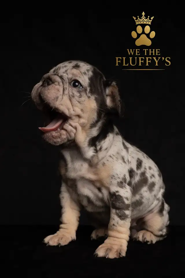 4 Sweet French Bulldog Puppies Ready for Their Fur-Ever Famil - Photo 8