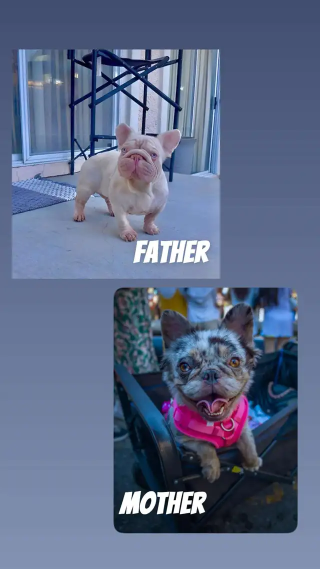 4 Sweet French Bulldog Puppies Ready for Their Fur-Ever Famil - Photo 9