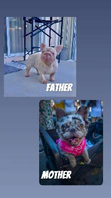 4 Sweet French Bulldog Puppies Ready for Their Fur-Ever Famil - Photo 9
