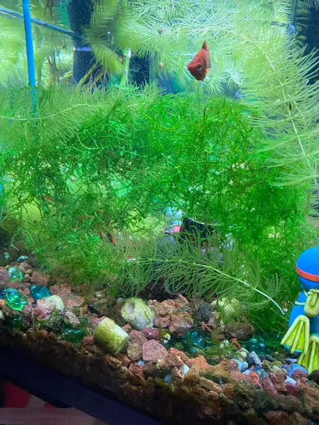 Baby guppy for sale
