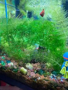 Baby guppy for sale