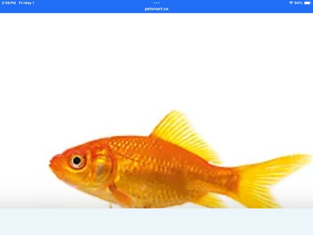Pond Fish for sale
