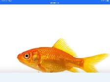 Pond Fish for sale