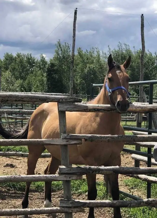 7 years old Buckskin Dun