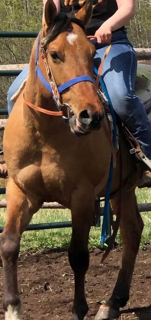 7 years old Buckskin Dun - Photo 2
