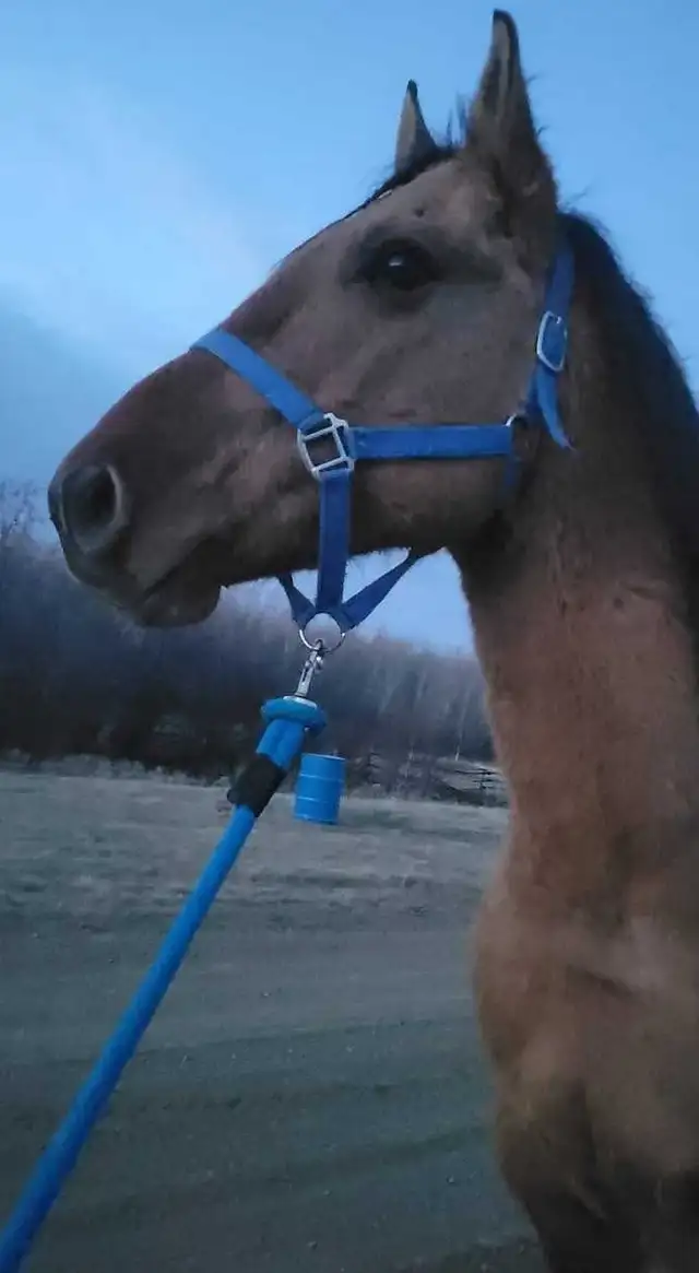 7 years old Buckskin Dun - Photo 3