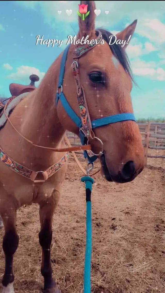 7 years old Buckskin Dun - Photo 4
