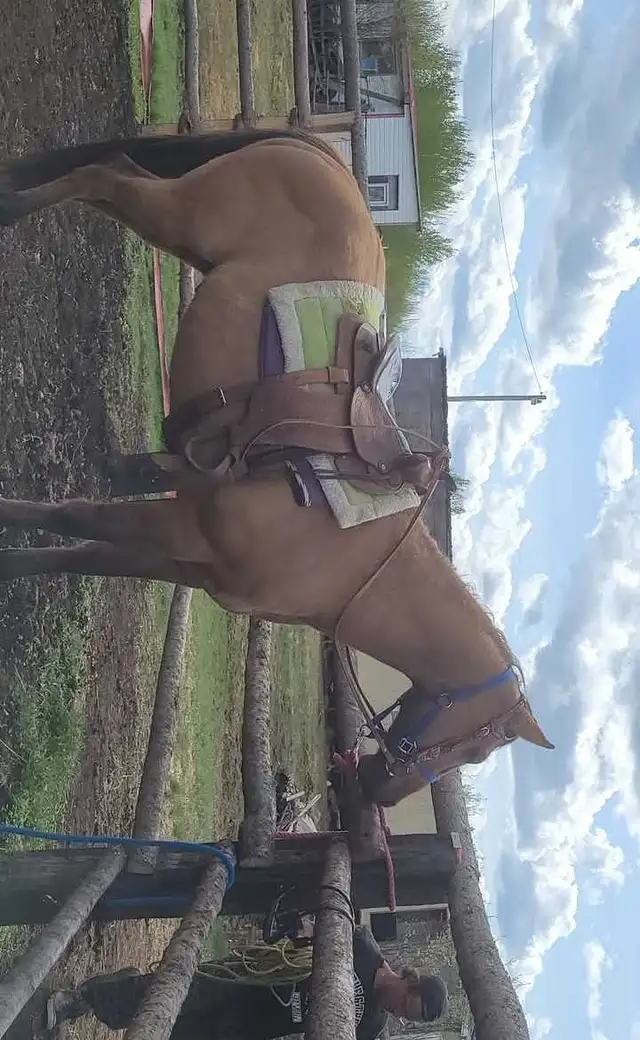 7 years old Buckskin Dun - Photo 5