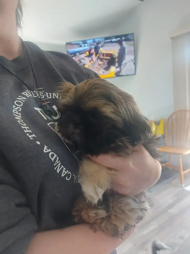 Shihtzu puppy
