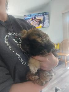 Shihtzu puppy