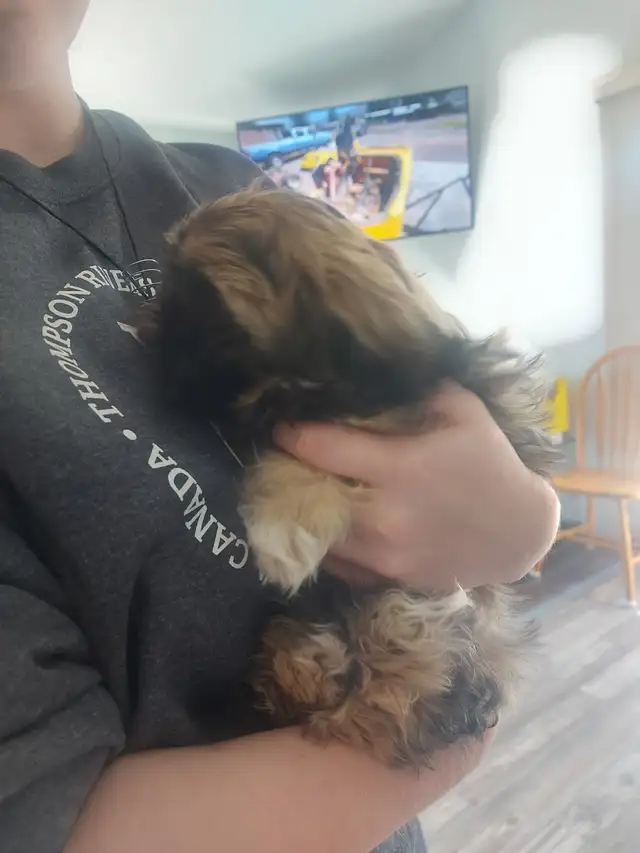 Shihtzu puppy - Photo 2