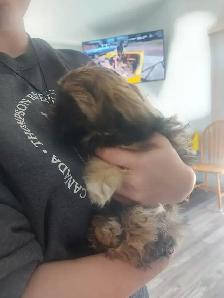 Shihtzu puppy - Photo 2