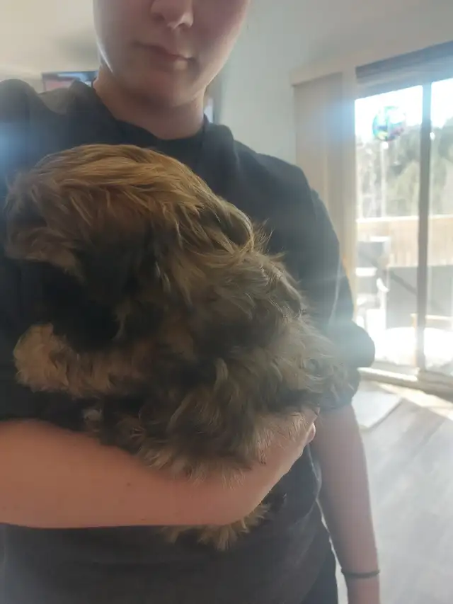 Shihtzu puppy - Photo 3